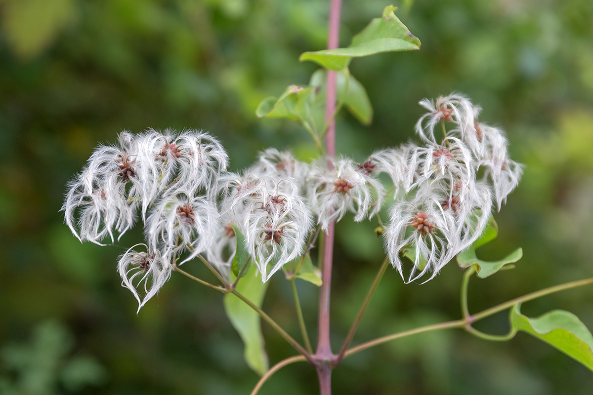 Изображение особи Clematis vitalba.