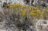 Helichrysum italicum. Цветущие растения. Португалия, округ Сетубал, п-ов Троя, песчаный пляж. 16.08.2025.