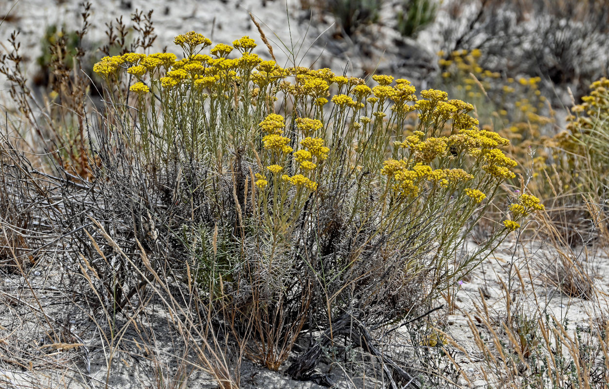 Изображение особи Helichrysum italicum.