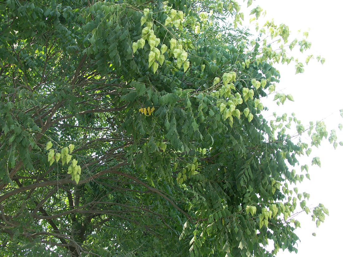 Image of Koelreuteria paniculata specimen.