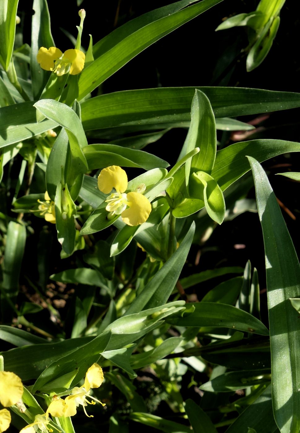 Image of Commelina africana specimen.
