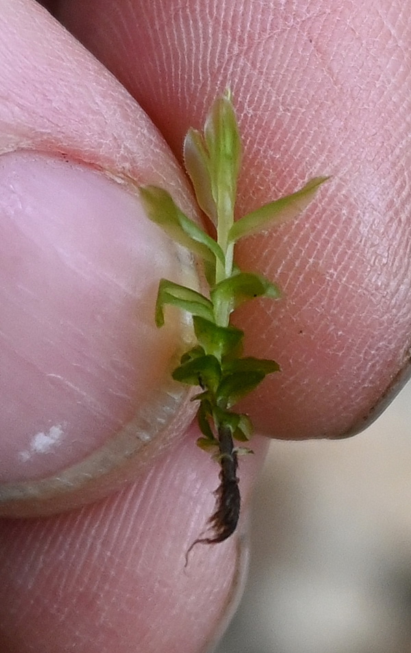 Изображение особи отдел Bryophyta.