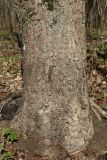 Aesculus hippocastanum. Прикомлевая часть ствола взрослого дерева. Санкт-Петербург, Дудергофские высоты, лиственный лес. 21.04.2026.