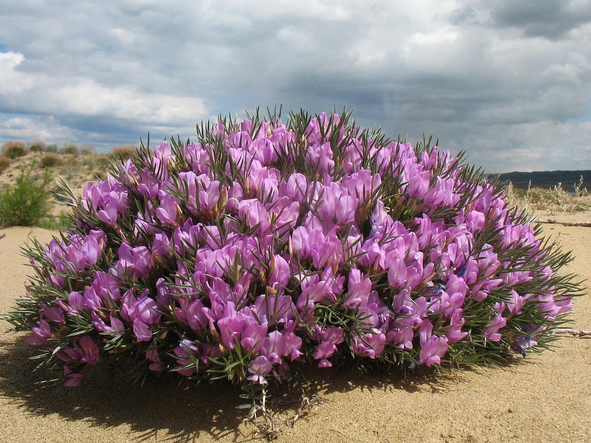 Изображение особи Oxytropis aciphylla.