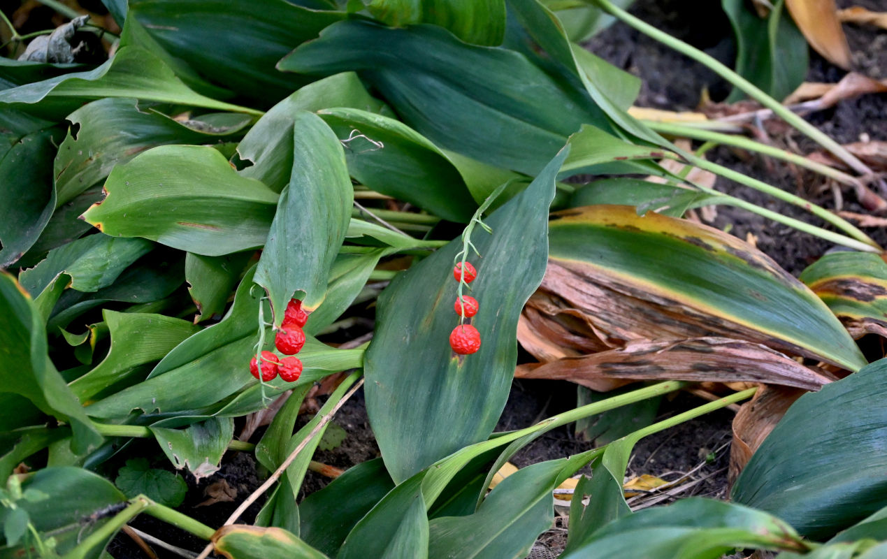 Изображение особи Convallaria majalis.