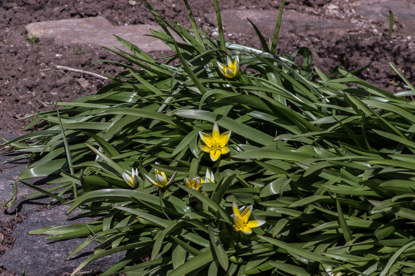 Image of Tulipa tarda specimen.