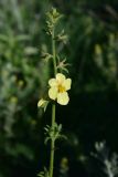 genus Verbascum. Верхушка побега с цветком. Грузия, край Самцхе-Джавахети, окраина с. Тмогви, окр. южного берега оз. Цунда, горная степь. 6 июня 2026 г.