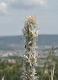 Asphodeline taurica. Верхушка отцветающего растения. Крым, г. Симферополь, окр. мкр-на Пневматика, куэста, поляна. 21.05.2026.