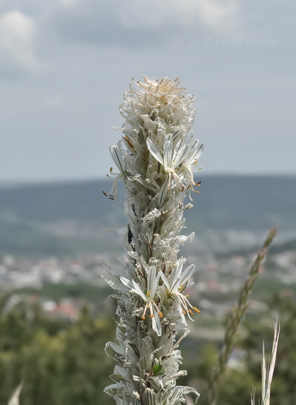 Изображение особи Asphodeline taurica.