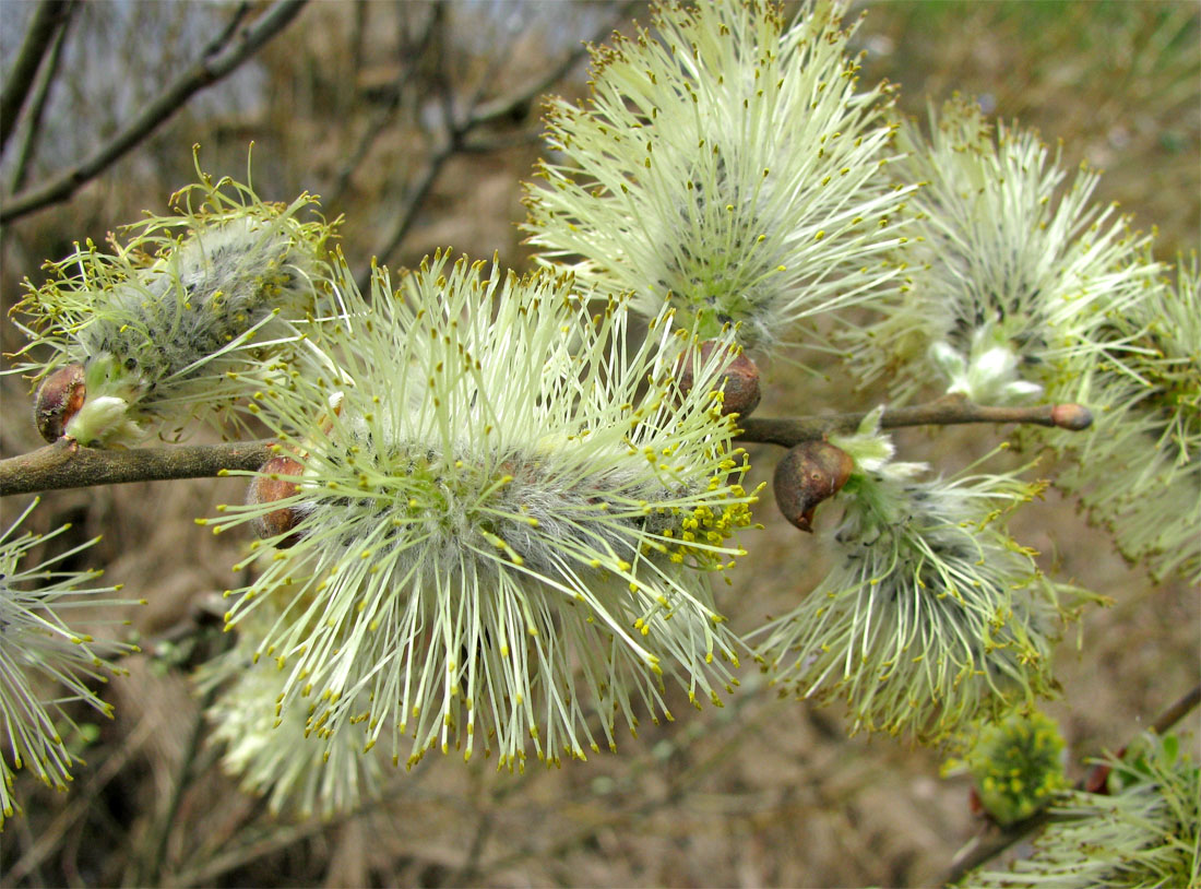 Изображение особи Salix cinerea.