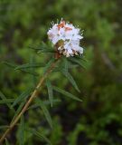 Ledum palustre. Верхушка цветущего растения. Карелия, Беломорск, Залавруга, смешанный лес с преобладанием ели (Picea). 08.06.2026.