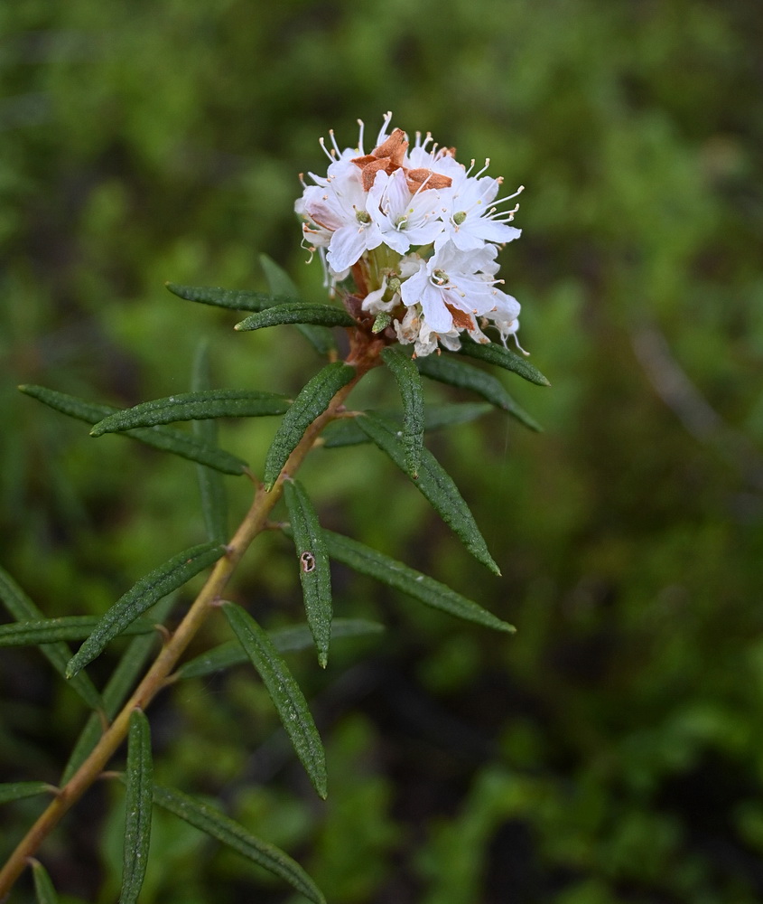Image of Ledum palustre specimen.