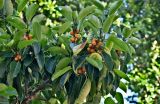 Ficus lutea. Верхушка ветви с соплодиями. Португалия, г. Лиссабон, в культуре. 15.06.2026.
