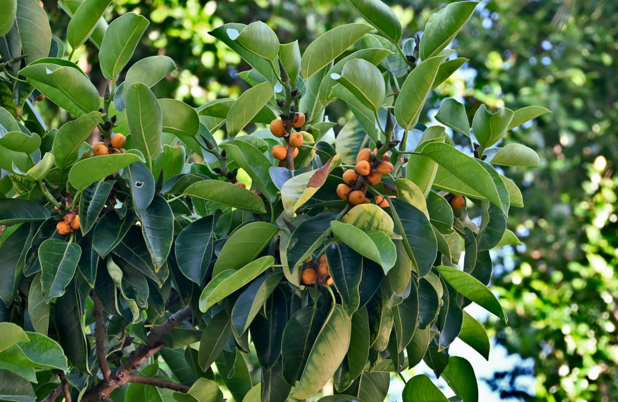 Image of Ficus lutea specimen.