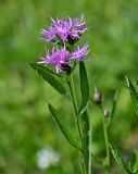 Centaurea jacea. Верхушка цветущего растения. Московская обл., Сергиево-Посадский гор. округ, верховья р. Воря, луговой склон. 22.08.2026.