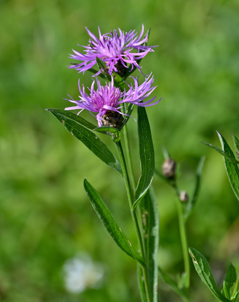 Изображение особи Centaurea jacea.