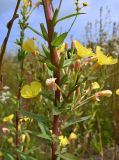 Oenothera rubricaulis. Средняя часть стебля с боковыми побегами. Калининградская обл., г. Светлогорск, край поля. 27.07.2025.