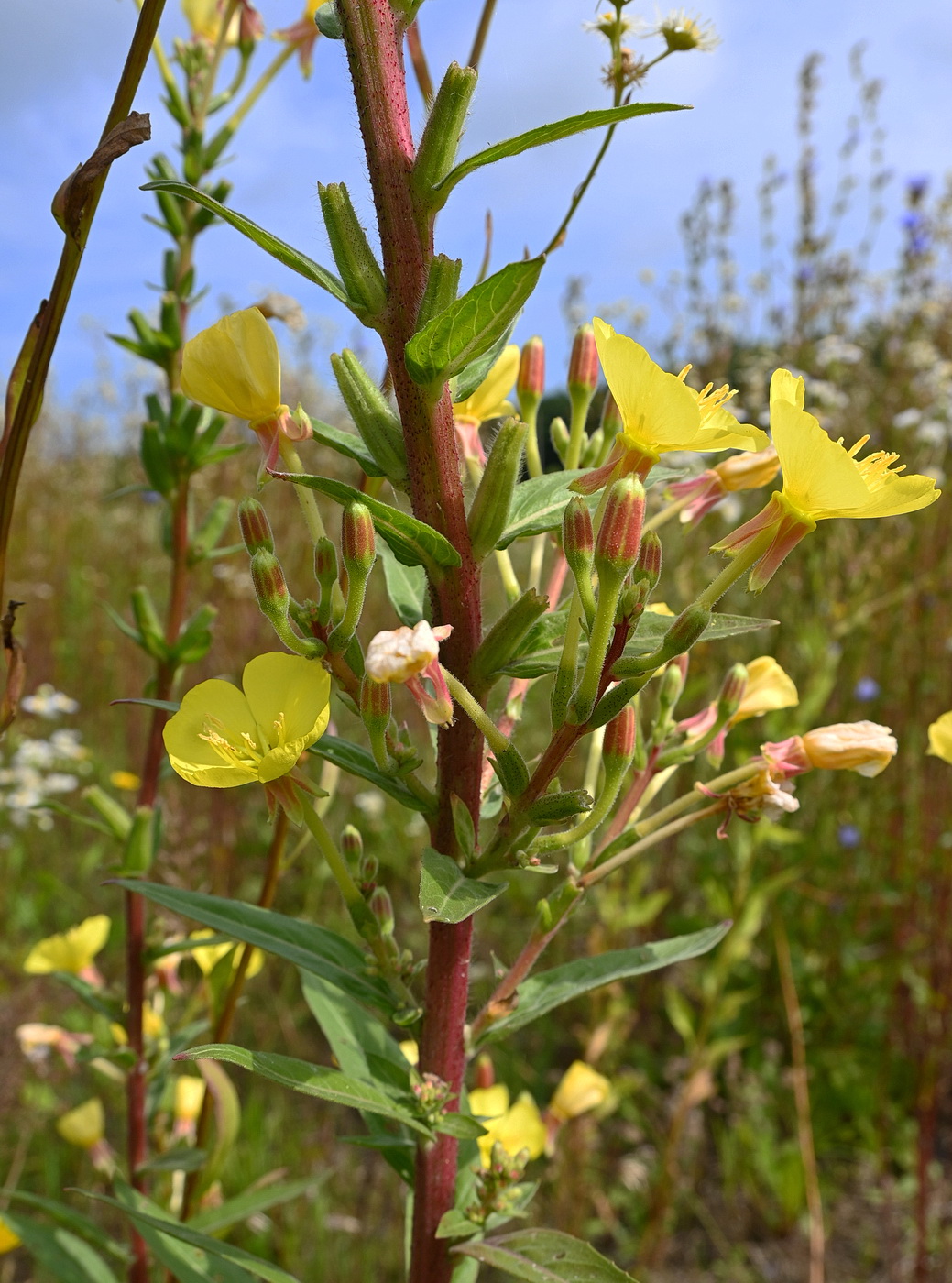 Image of Oenothera rubricaulis specimen.