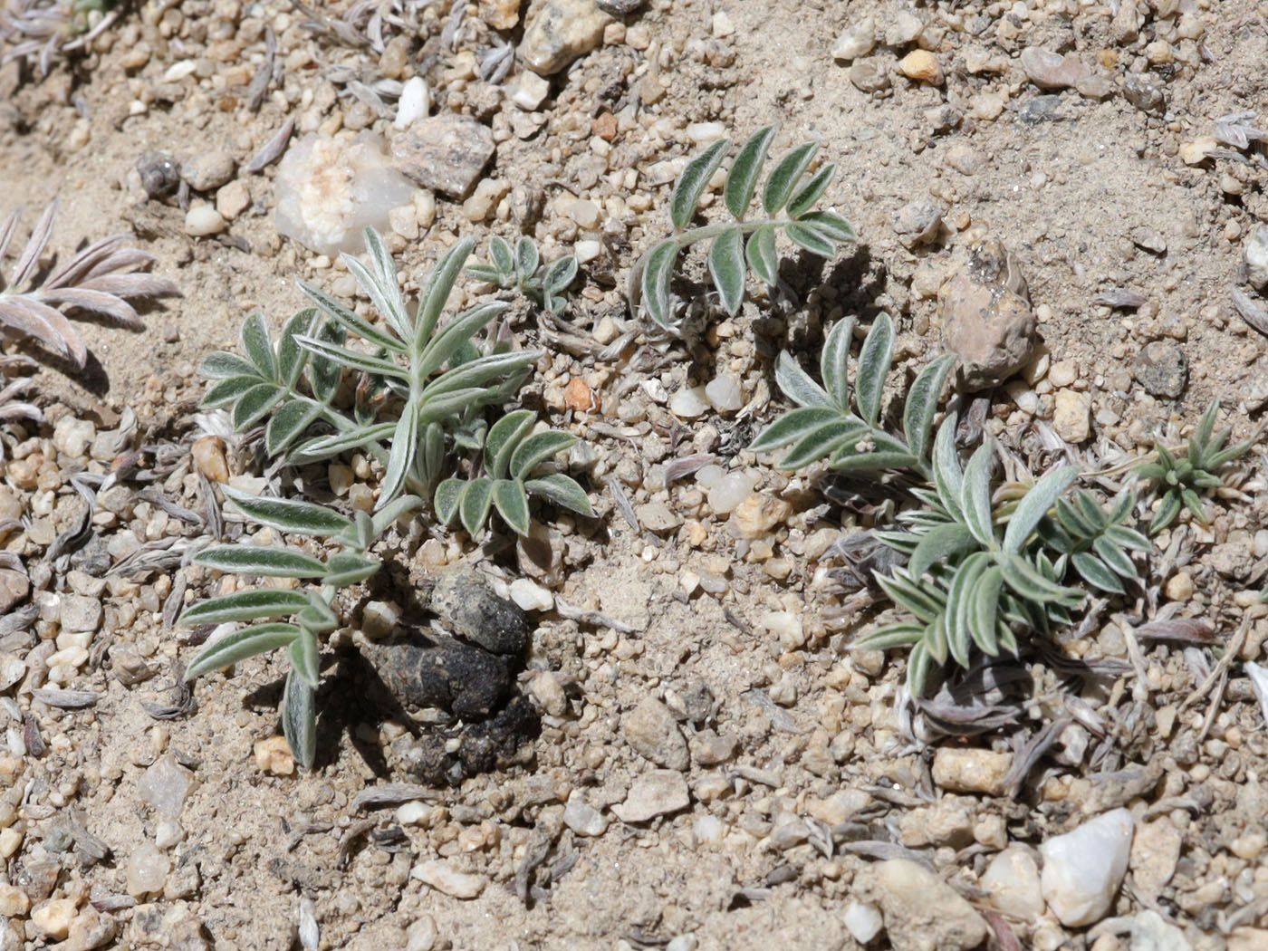 Image of Hedysarum minjanense specimen.