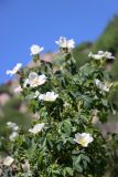 Rosa canina. Цветущее растение. Узбекистан, Джизакская обл., хр. Нуратау, гора Койташ, басс. р. Койташ, верховья Койташсая., ок. 1210 м н.у.м. 14.05.2025.
