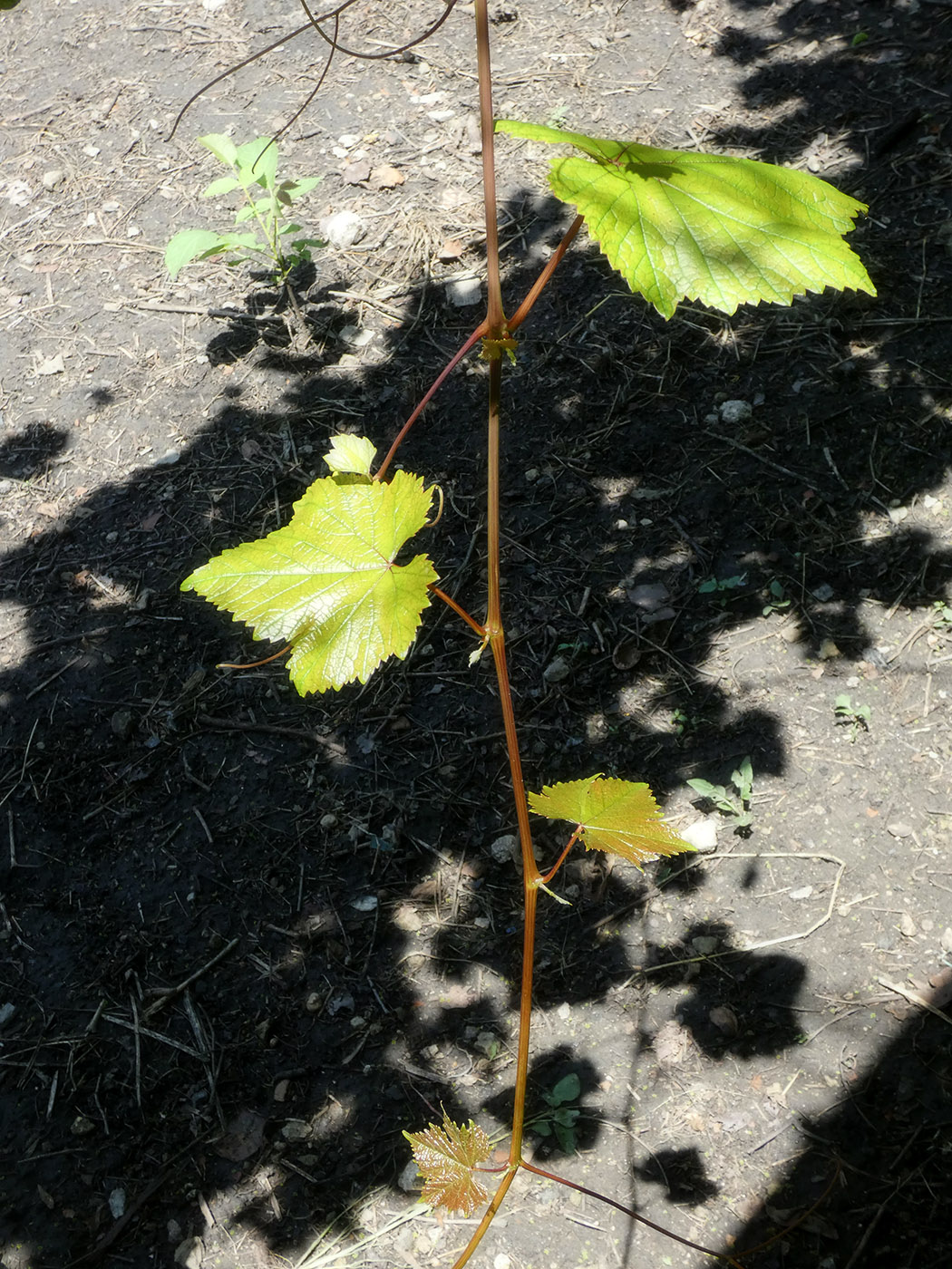 Image of Vitis vinifera specimen.