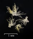 Ptilidium pulcherrimum. Лист (вверху) и фрагменты листьев. Московская обл., Сергиево-Посадский г. о. окр. с.Абрамцево, надпойменная терраса р. Сумерь, елово-широколиственный (с примесью берёзы и ольхи) лес, на сев.-зап. стороне ствола берёзы диаметром ~ 50 см., на высоте ~ 1,5 м. 17 октября 2026 г.