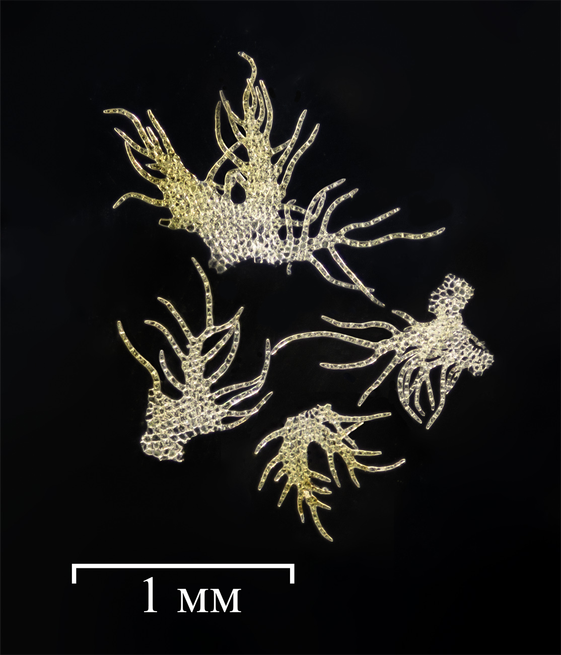 Image of Ptilidium pulcherrimum specimen.