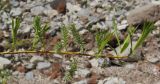 Salix × mollissima. Ветвь с соплодиями. Татарстан, Бавлинский р-н, сухое русло. 15.05.2011.