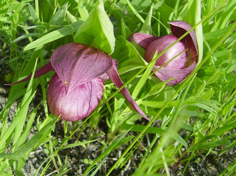 Image of Cypripedium macranthos specimen.