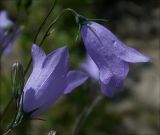 Campanula rotundifolia