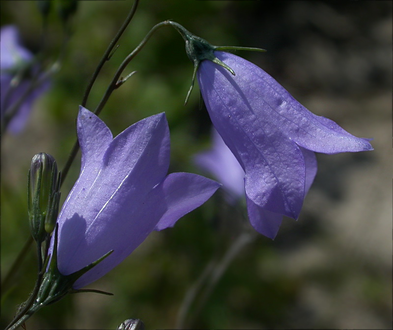 Изображение особи Campanula rotundifolia.