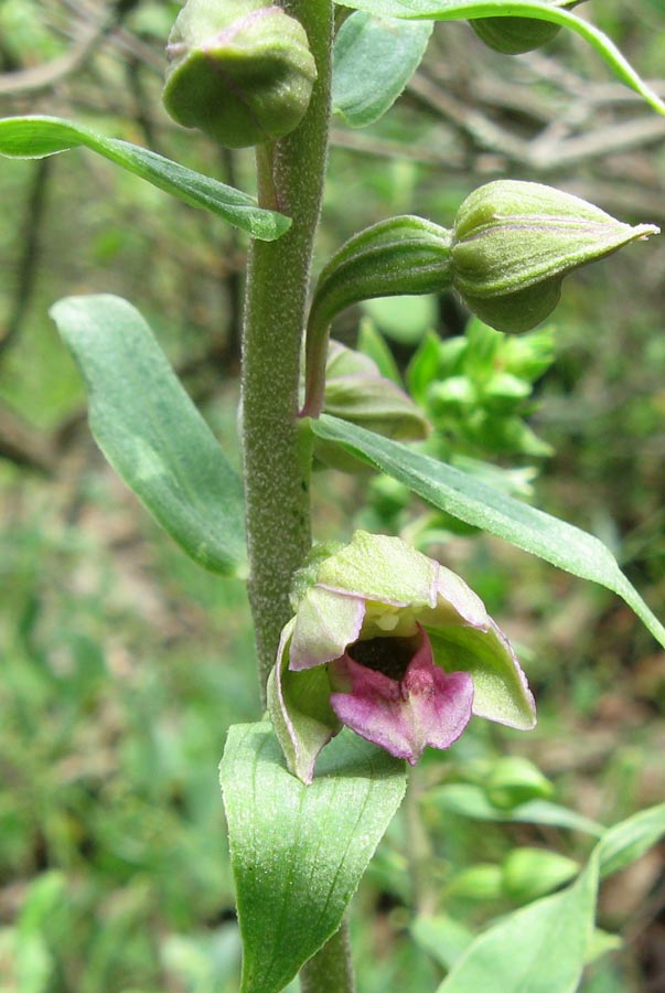 Изображение особи Epipactis helleborine.