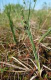 Carex paupercula