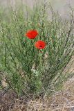 Papaver pavoninum