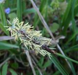 Carex pilosa