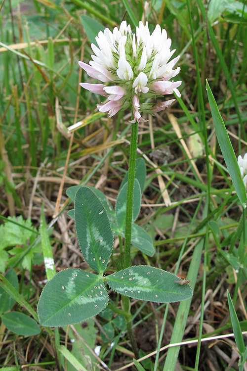 Изображение особи Trifolium ambiguum.