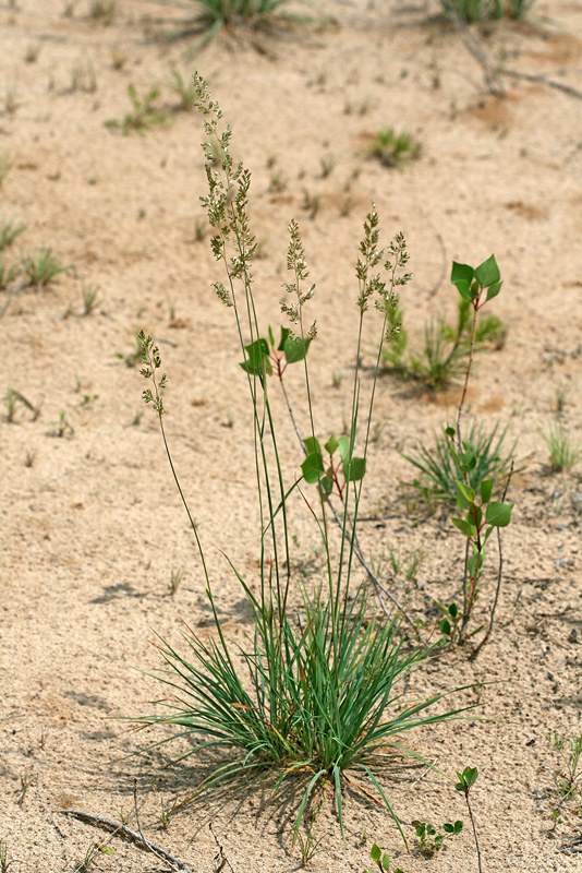 Изображение особи Koeleria glauca.