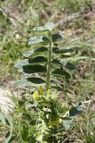 genus Astragalus. Верхушка цветущего растения. Таджикистан, восточный склон гор Санглак, 1300 м н.у.м. 24.04.2011.