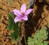 Erodium strigosum. Цветок и листья. Израиль, г. Герцлия, обочина дороги. 17.02.2011.