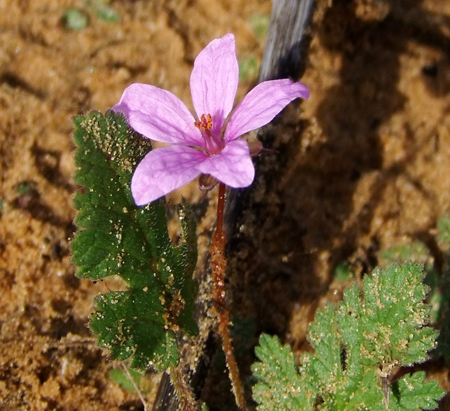 Изображение особи Erodium strigosum.