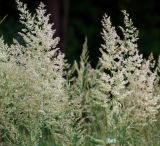 Calamagrostis epigeios. Соплодия. Московская обл., Раменский р-н, окр. дер. Хрипань, окраина луга. 14.07.2011.