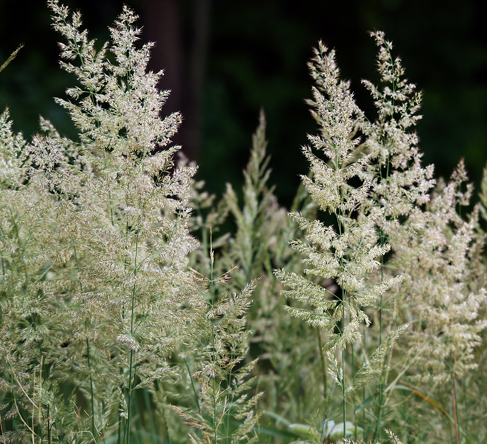 Изображение особи Calamagrostis epigeios.