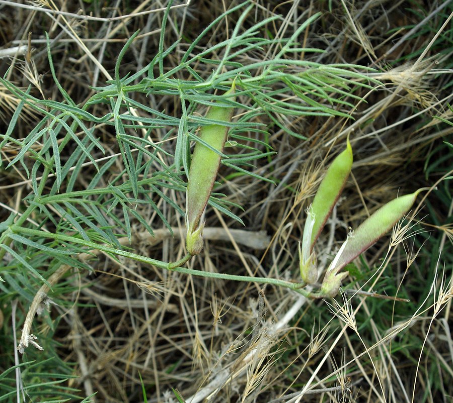 Image of Vicia subvillosa specimen.