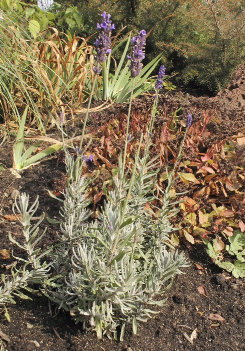 Image of Lavandula angustifolia specimen.