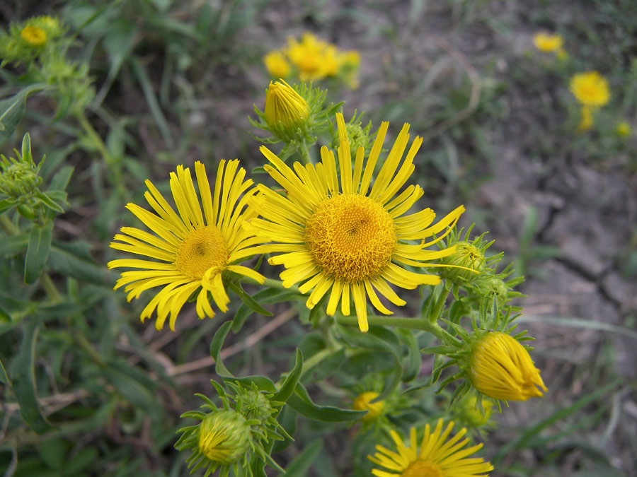 Изображение особи Inula britannica.