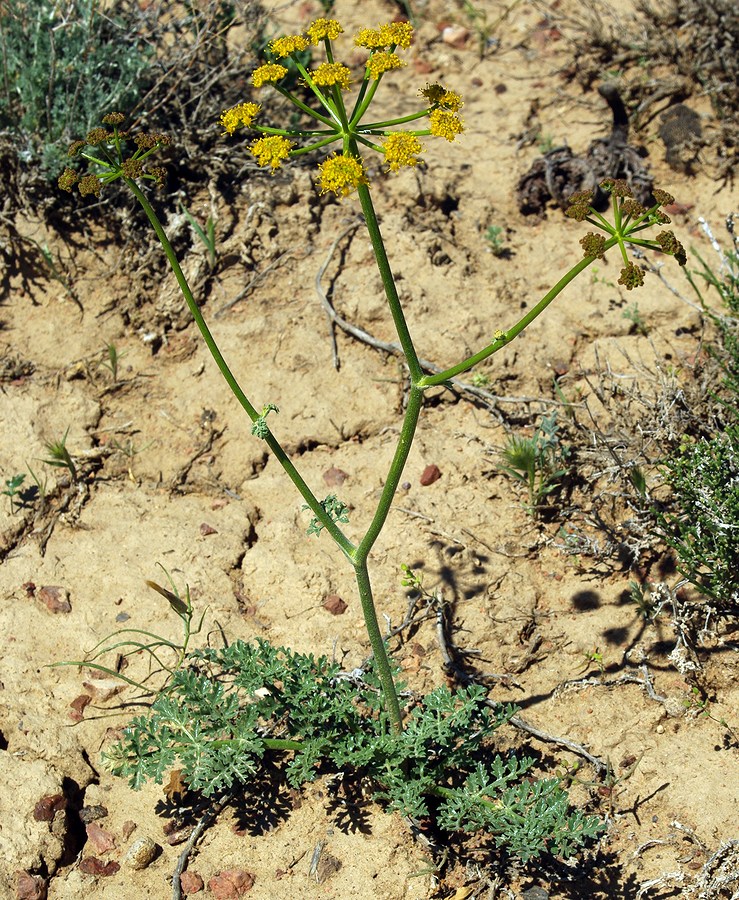 Изображение особи Ferula syreitschikowii.