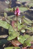 Persicaria amphibia. Цветущее растение с кормящейся на соцветии осой. Южный Казахстан, ущелье реки Боролдай. 11.07.2011.