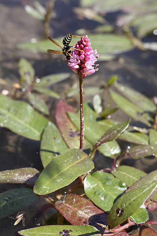 Изображение особи Persicaria amphibia.