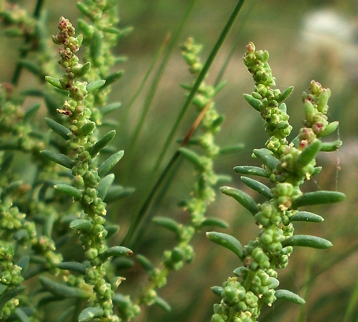 Image of Suaeda prostrata specimen.