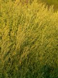 Chenopodium strictum